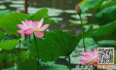 惊艳了后物和她后的优美句子