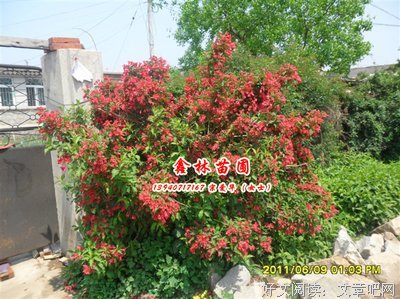 最新的《岳鑫的诗》好段摘抄大全