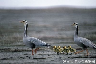 小西的句子