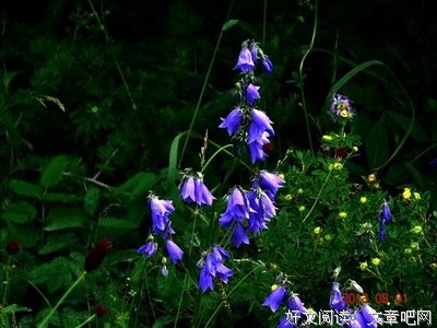 有关了大就物小样于格小草名言