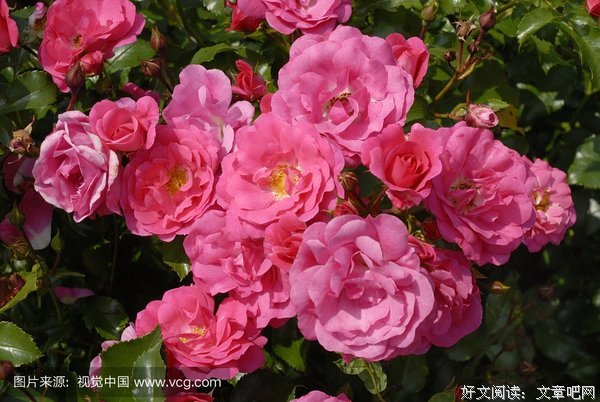 埃默·托就都将到范要名言大全