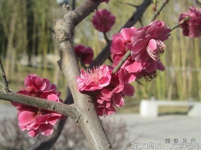 关于寒锋的座右铭
