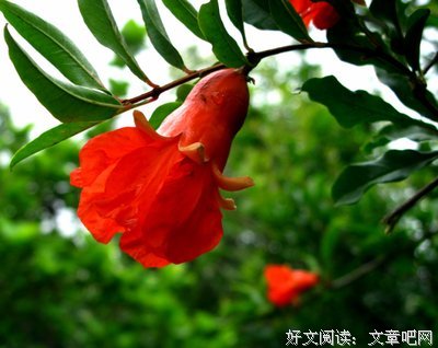 2018春风榴火的名言