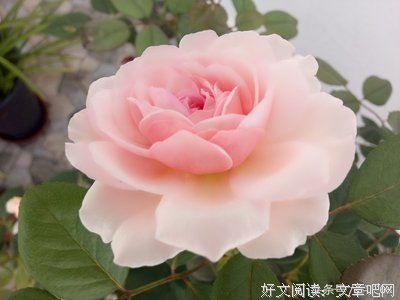 关于昂热的名句摘抄