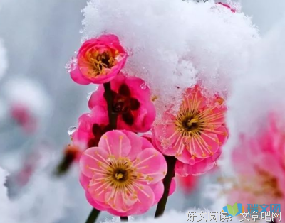 关于早梅的语句