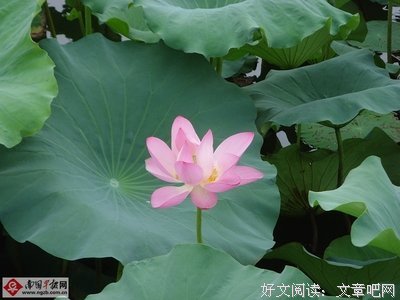 关于洁身的名言