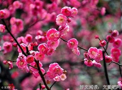 最新的庄子经典名句