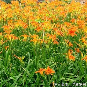 叶迷名言