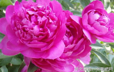 最全的《野性的呼唤》经典句子大全
