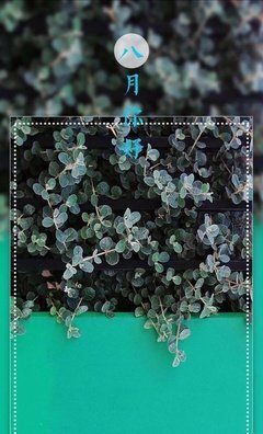 最全的《像狗一样奔跑》小说句子