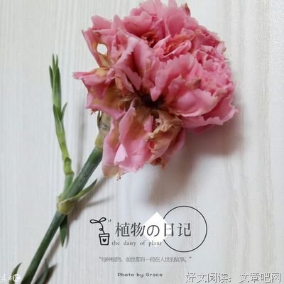 彭醉的名句