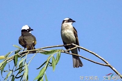 2018卓文君名言