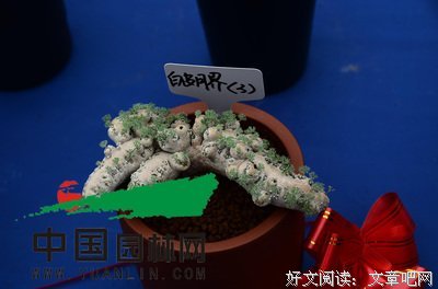 转学得月界我的句子