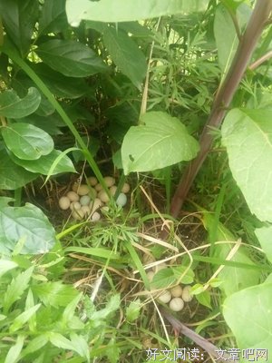 有关柴鸡蛋名言