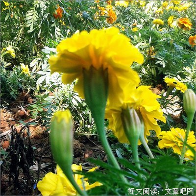 最经典的《长长的我有 我们慢慢多人也走》美文美句