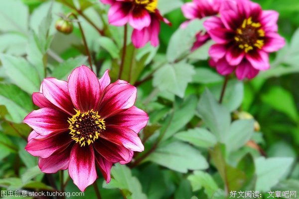 最新的《紫黄兰永恒花园》经典语句
