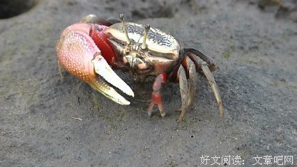 庞然大物的名句_关于庞然大物的名句