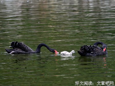 《剑一家子》的句子