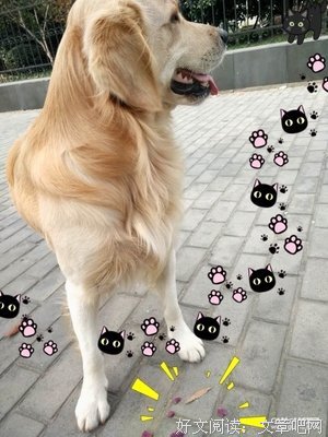 咦，你看起来很会玩的样子