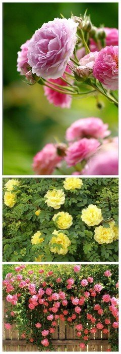 最新的《生如厦花》语录摘抄