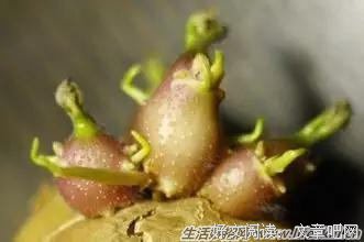 龙葵格言警句