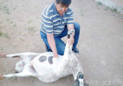 倾述：租个婆婆回家过年，我时来运转了