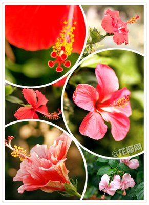 最全的《扶桑》经典语录大全