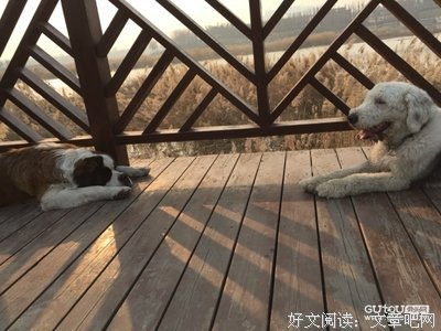 《 隔岸观火痛不痛。》的句子