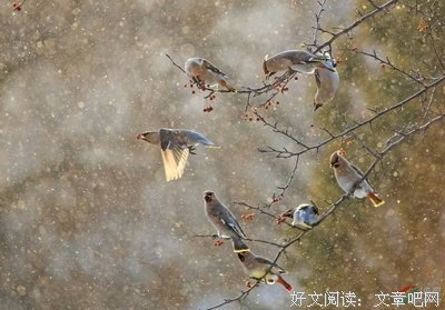 最全的风凝雪舞的格言