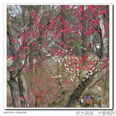 最新的《繁枝》经典语录