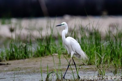 15条关于风度翩翩的经典语句