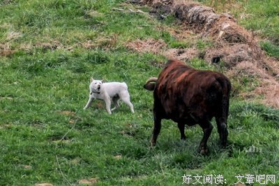 关于自不量力的名句摘抄