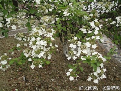 《花凋缘尽殇》优美的句子