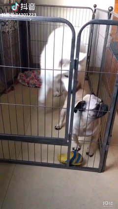 大爷的腿怎么了的句子