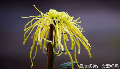 最全的《亲爱的人》小说句子