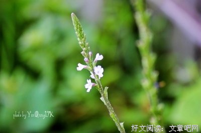 白若的句子