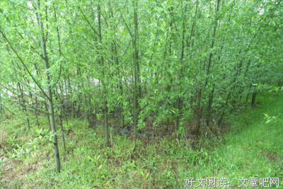关于竹柳的名句摘抄