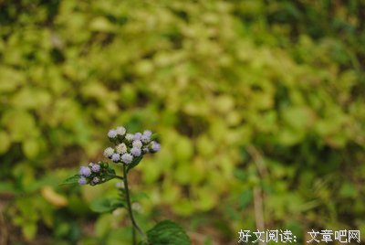 泪个每好岁都花花不语*