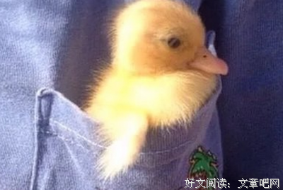 毒舌的句子