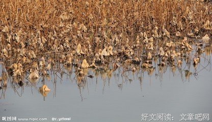 最经典的一襟晚照的名言
