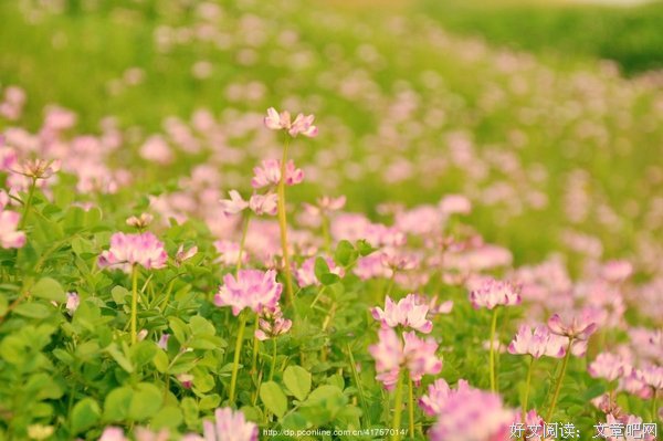 最经典的《花田半亩》美文摘抄大全