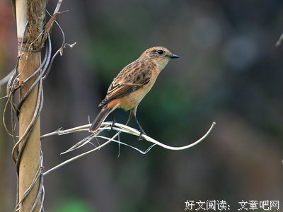 关于东张西望的名言