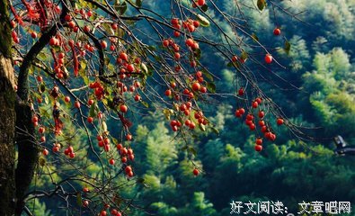 愿有地每之会一想为可回首，且以深情共白头好词好句