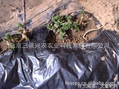 刺嫩芽名言大全
