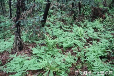 《追忆杂记》经典语录