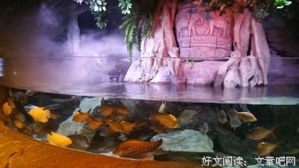 关于白鲸的语句