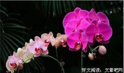 余的自格所爱句子大全