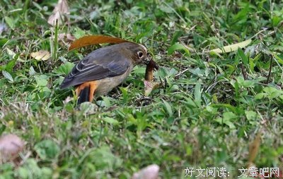最新的《肥鸟当自强》语录摘抄