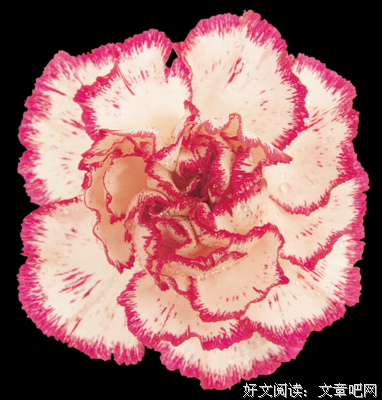 关于薇薇安的格言