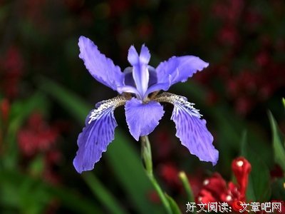 鸢尾花 || 遇见，2019年的第一场雪